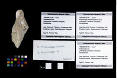 Foto (Objekt + Etikett) von Ambulocapsa sp.  (NHMW-GEO-1990-0041-2798b)